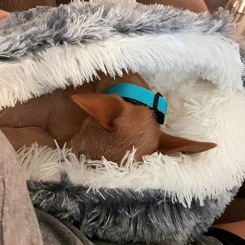 CozyNook Plush Fluffy Dog and Cats Round Bed